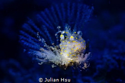 Lunch time... (Thecacera sp.) by Julian Hsu 